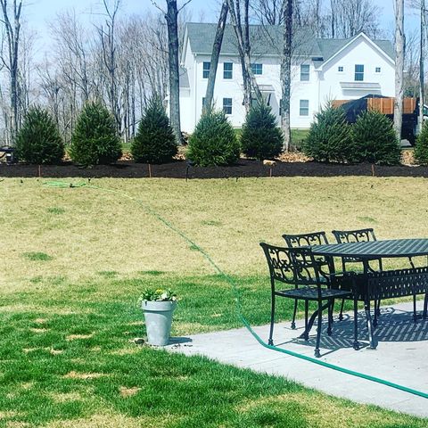 trees planted on lawn