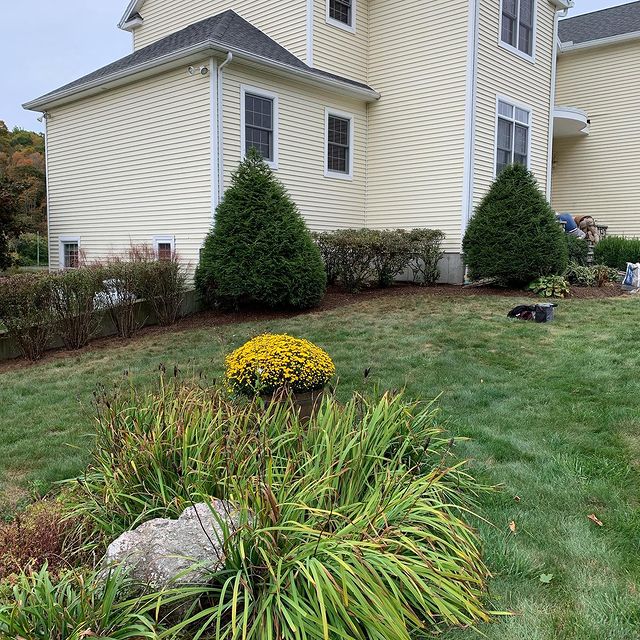 lawn and planters bush with yellow flowers