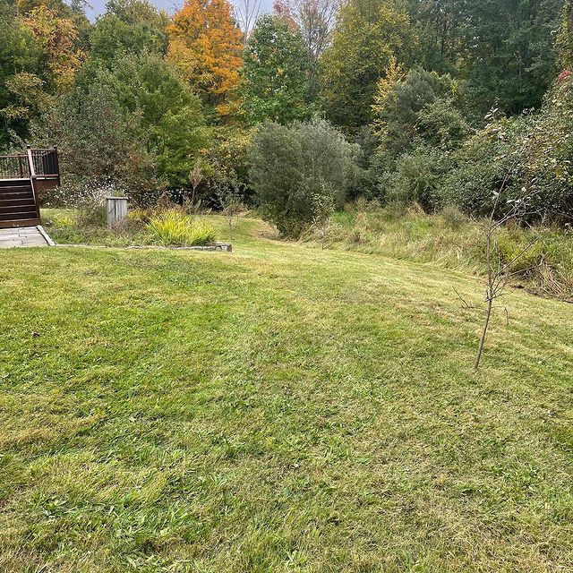 Large grass yard with huge trees on the backend