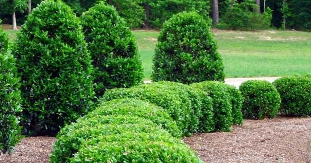 Canton Landscaping Services | North Canton Lawn Care